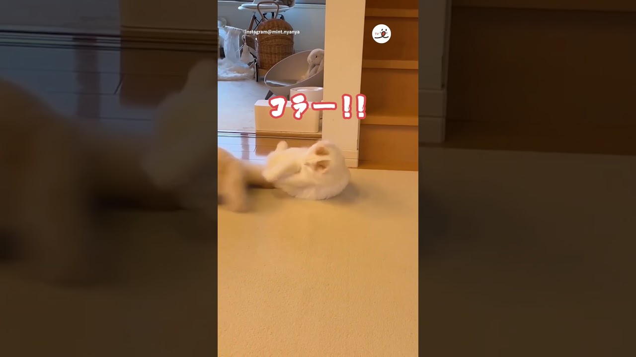 思ったより飛べなかった…🐱💦｜PECO