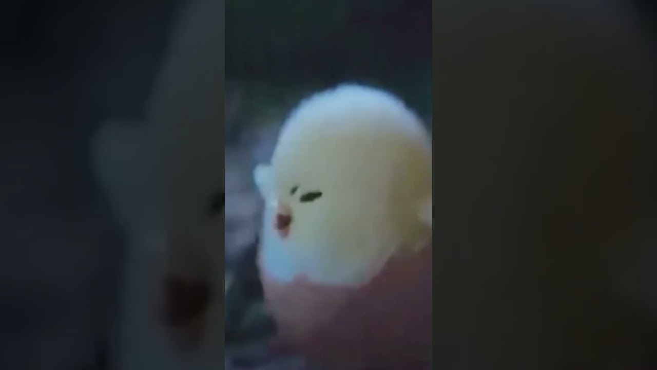 【ぐでたま】ぐでたまを探すひよこが可愛い過ぎる💖『GUDETAMA 』