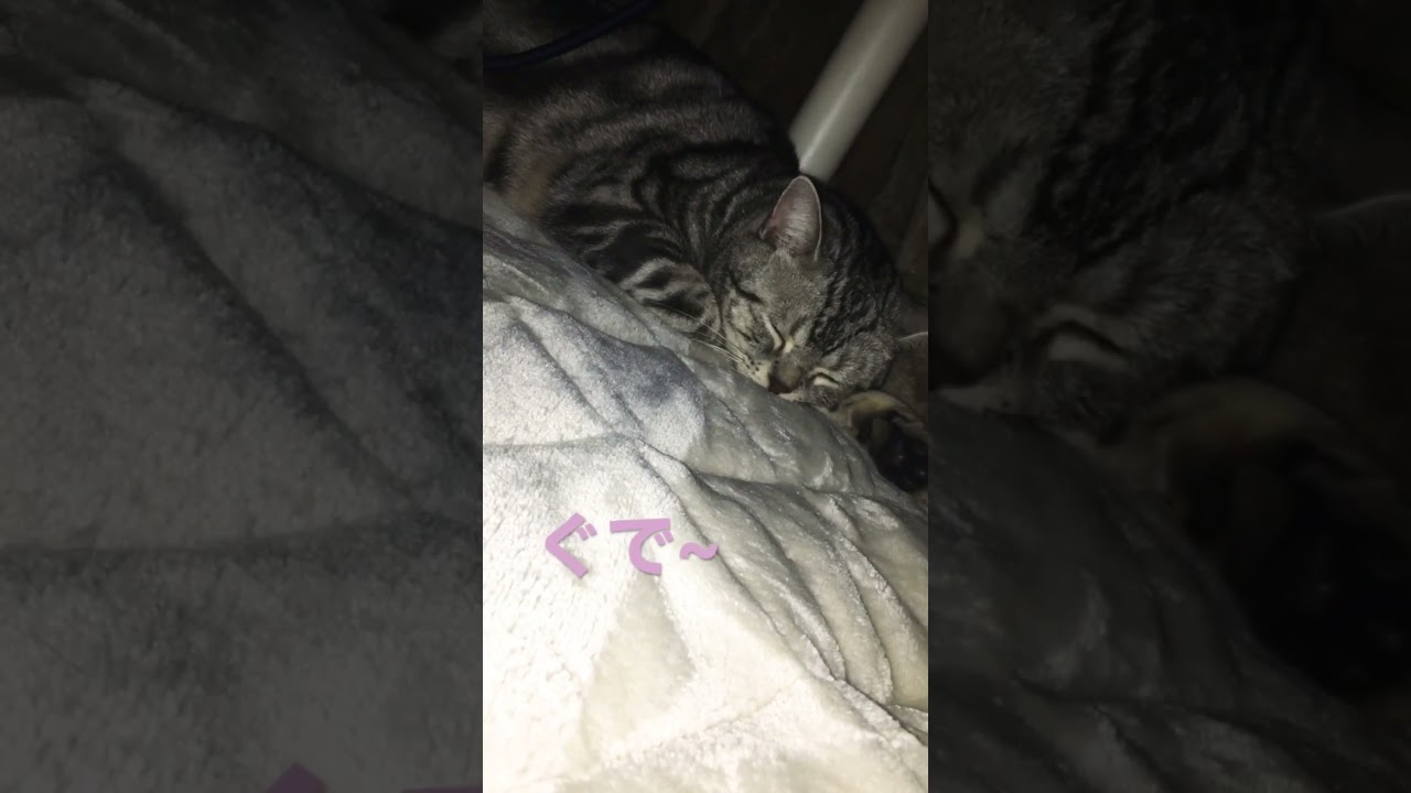 【猫がぐでたま⁉️】#shorts