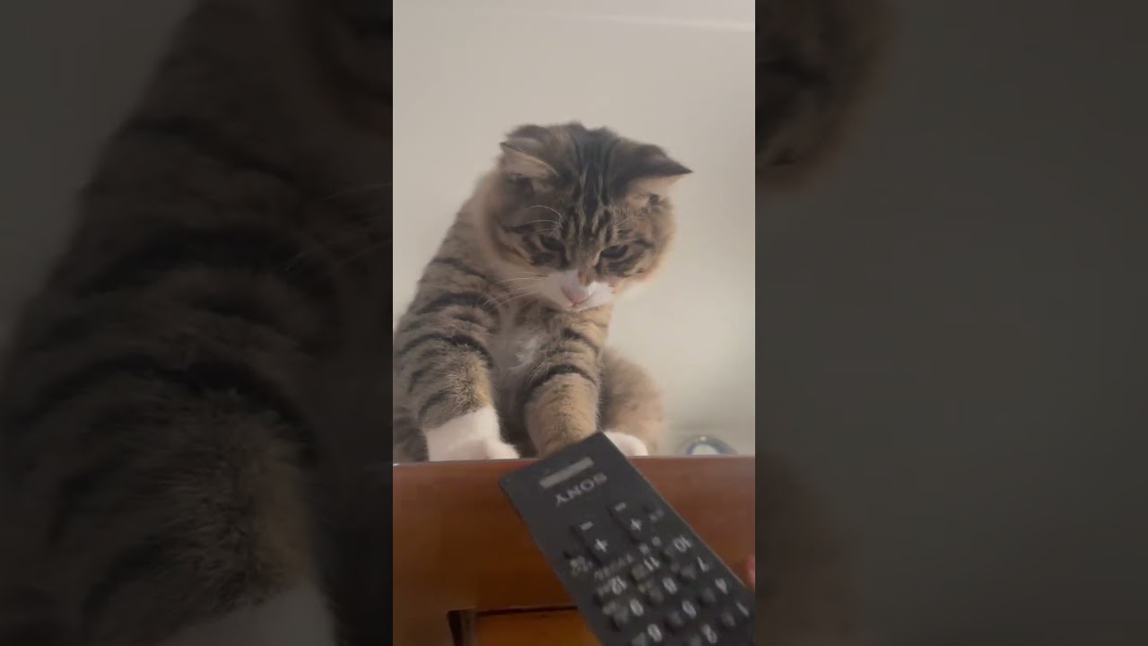 【SWITCH / Da-iCE】なんか下アングルのびびおもしろいかわいい🤣