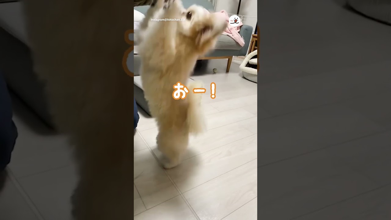 【楽しくて飛び跳ねちゃう！】家族と一緒に”えいえいおー”するワンコ🐶｜PECO