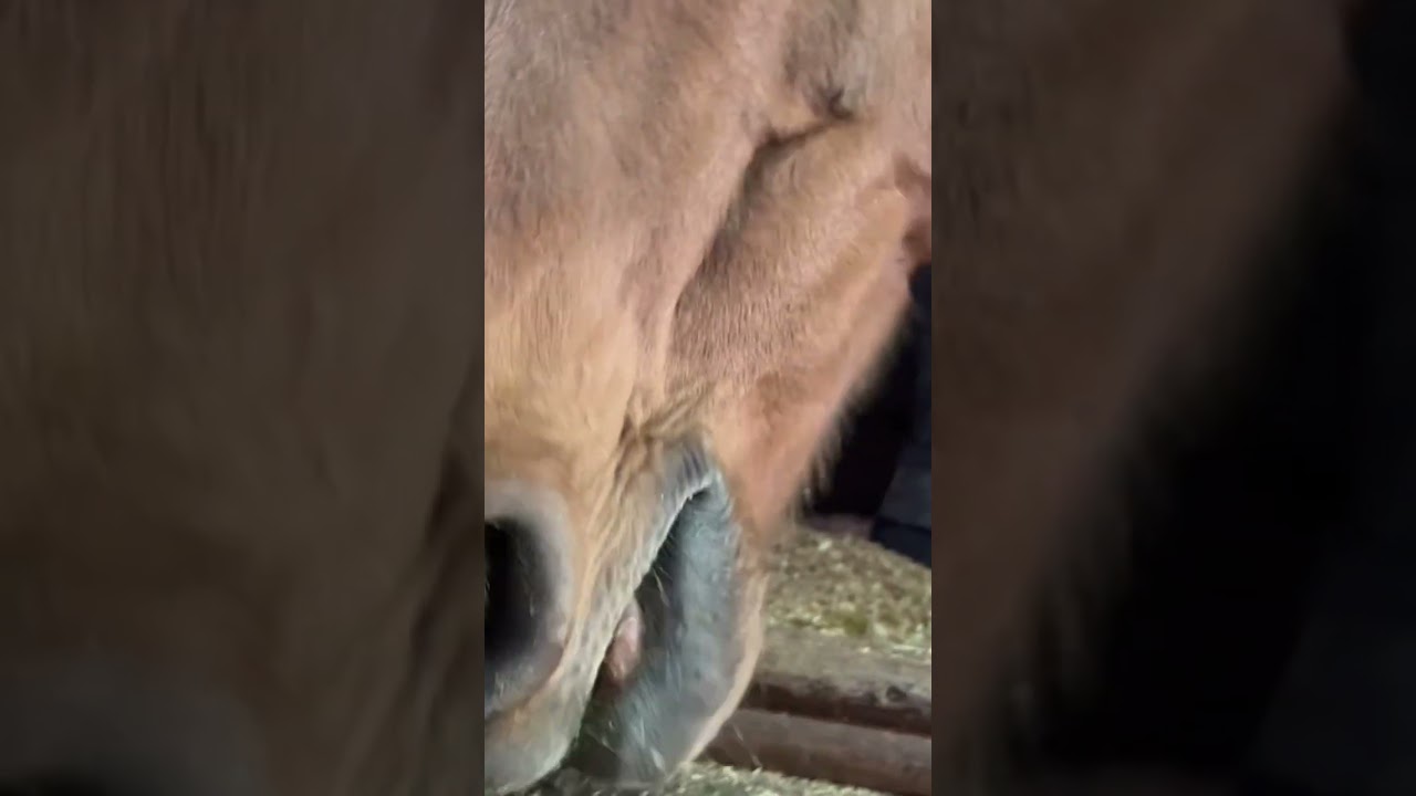 タイちゃんのラブソング