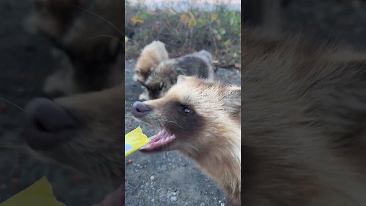 横から、いきなり出現したタヌキにビックリするタヌキっず #shorts