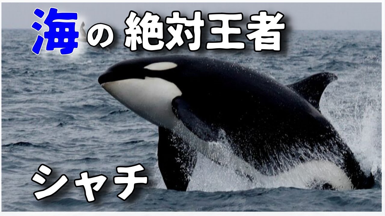 【ゆっくり解説】 天才的で獰猛な狩りがヤバいシャチの謎