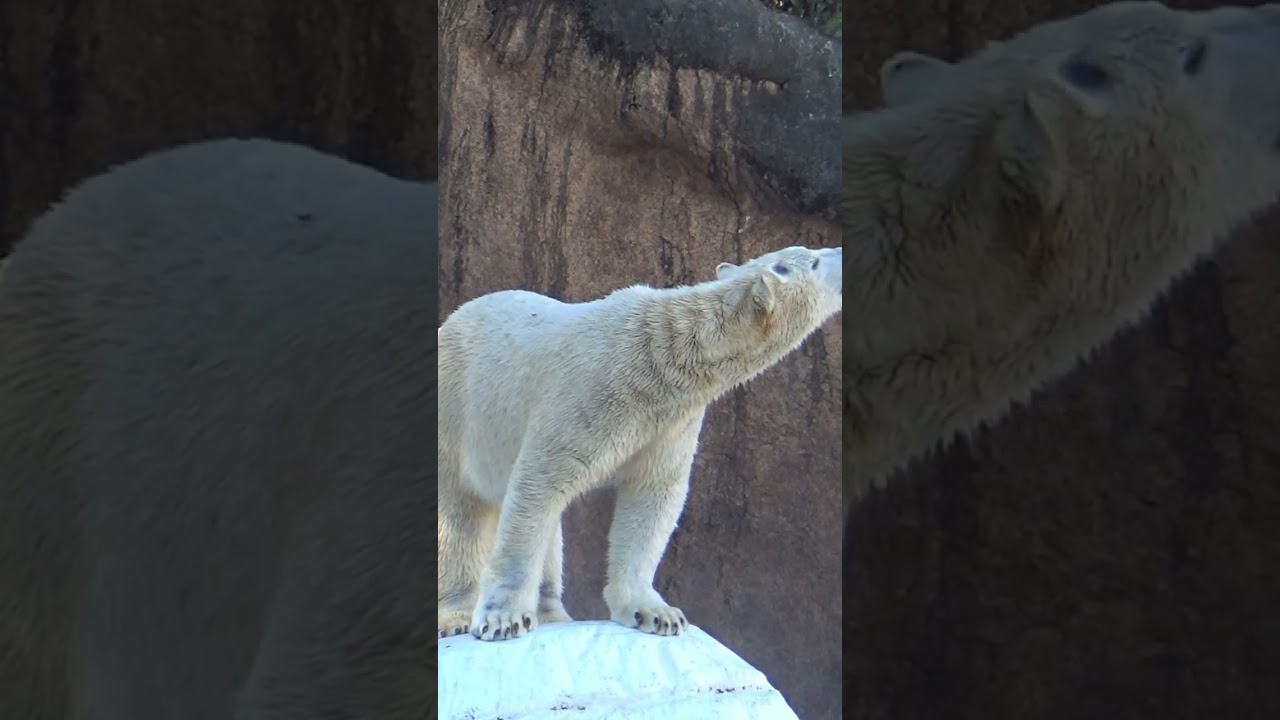 ずっとママを探している #Shorts