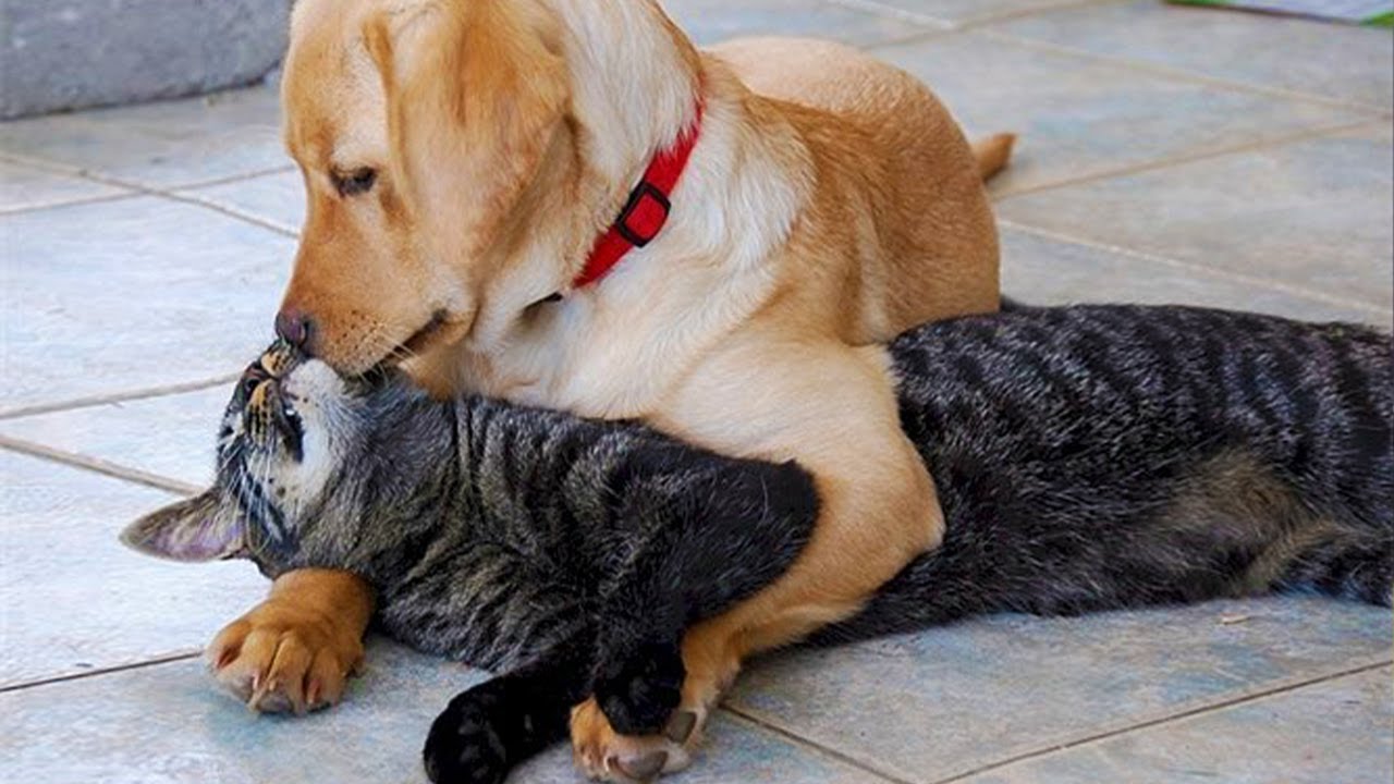 Funny Dogs & Cats That Will Make Your Day Better 😂