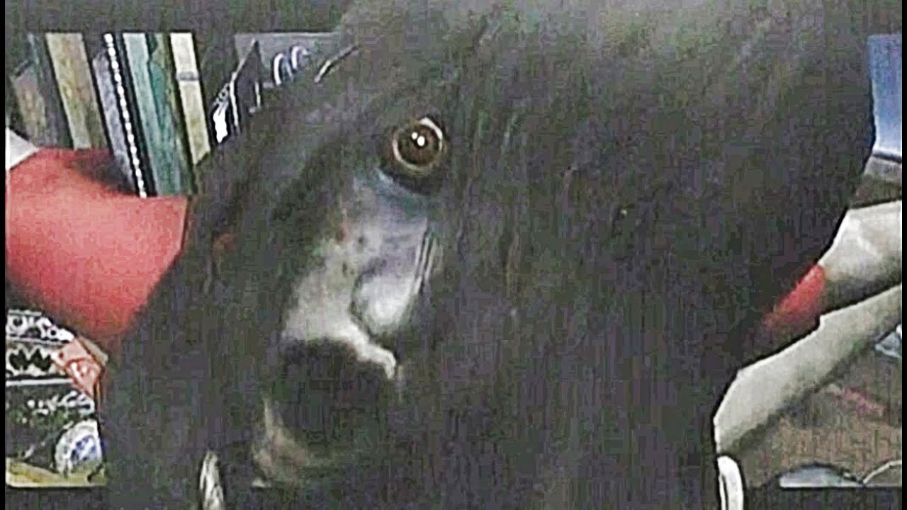 【ホラーゲーム】怖すぎてプレミア化したCALLING～黒き着信～初見実況プレイ【クリアまで】