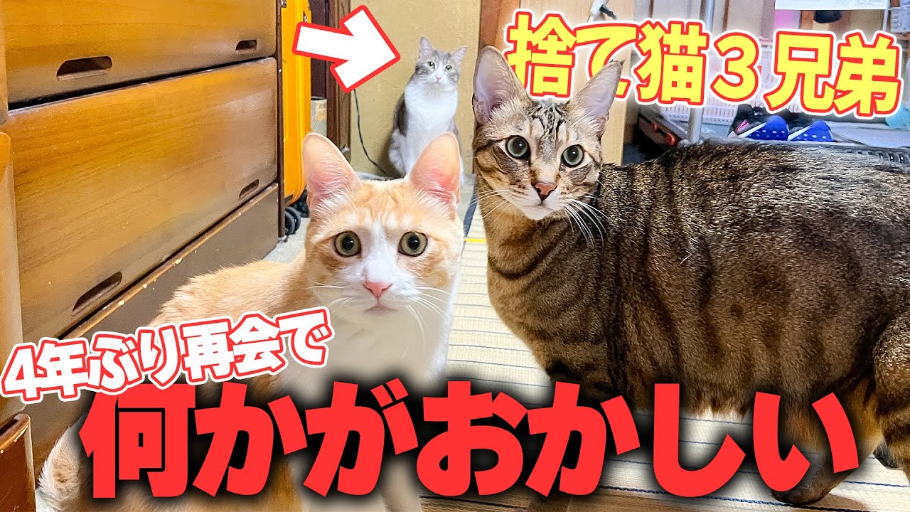 同時期に拾われた捨て猫たちが4年ぶりに再会したら予想外の展開になりました。