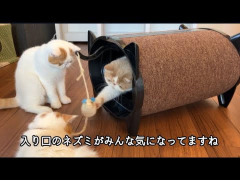 新しい猫ちゃんハウスが届いてご機嫌なきなこさんVol.85