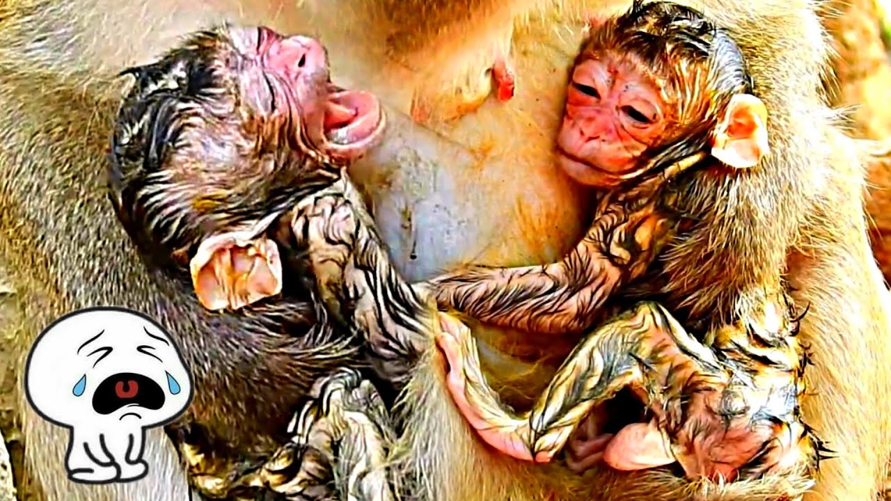 ||-Congrats Newly Born Just Birth Looks So Beautiful, Amazing Monkey Giving Birth New Baby-||