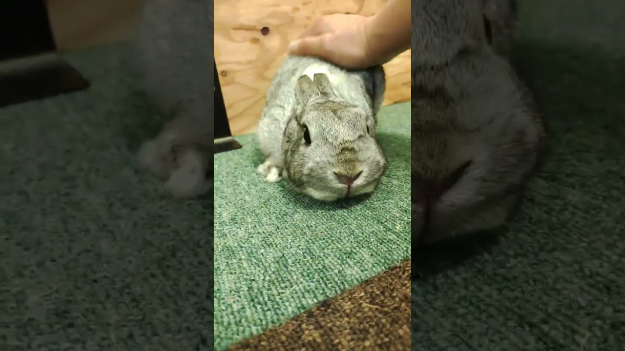 モフられるとぐでたまみたいになるうさぎ　 #shorts #うさぎ #ネザーランドドワーフ #小動物 #ペット #rabbit #bunny #多頭飼育