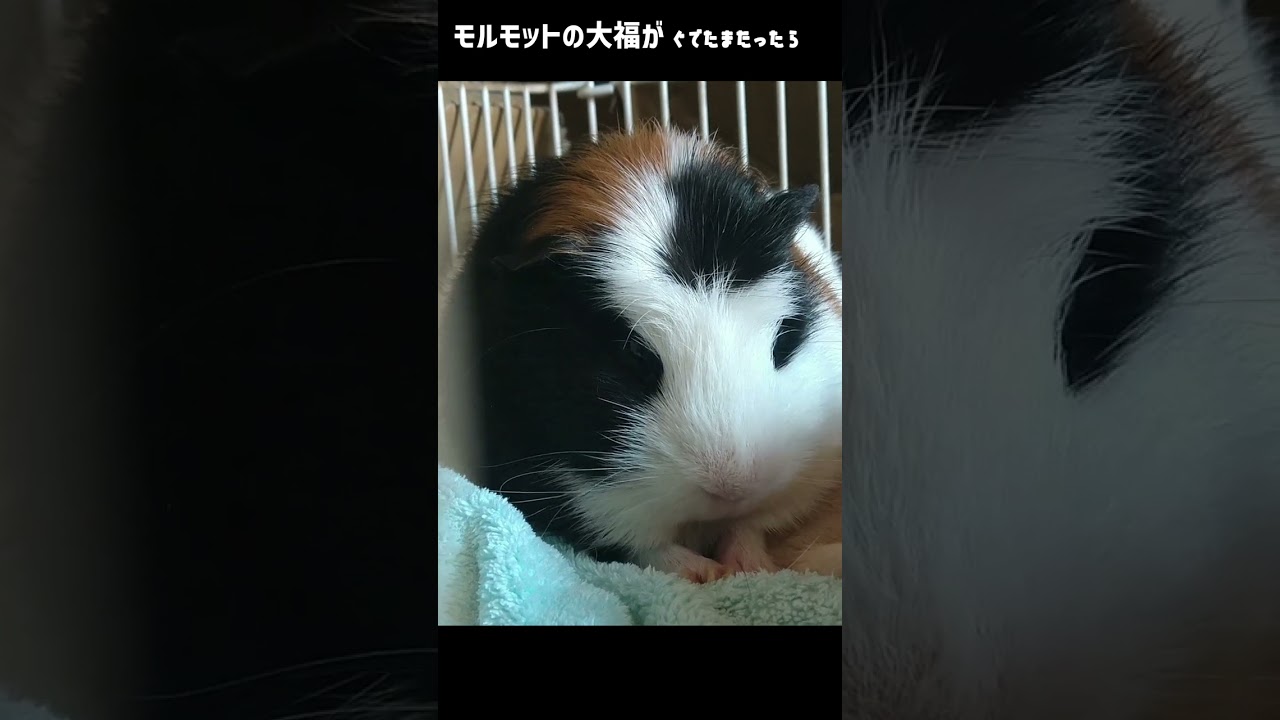 もしも…モルモットの『大福』がぐでたまだったら💖