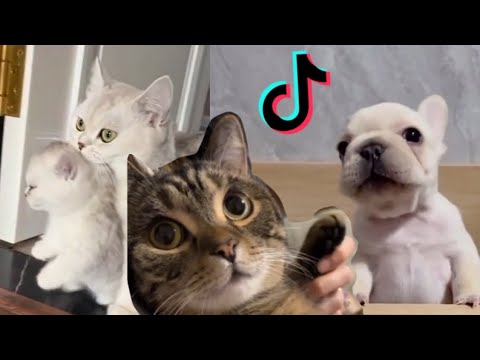 Cute Animals Tiktoks That Make My Day! ❤️🐶