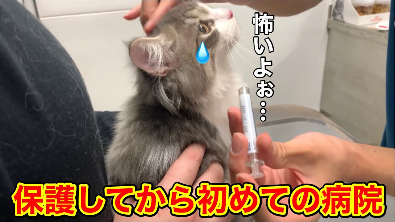 保護した猫…初めての病院に連れていきました【子猫】