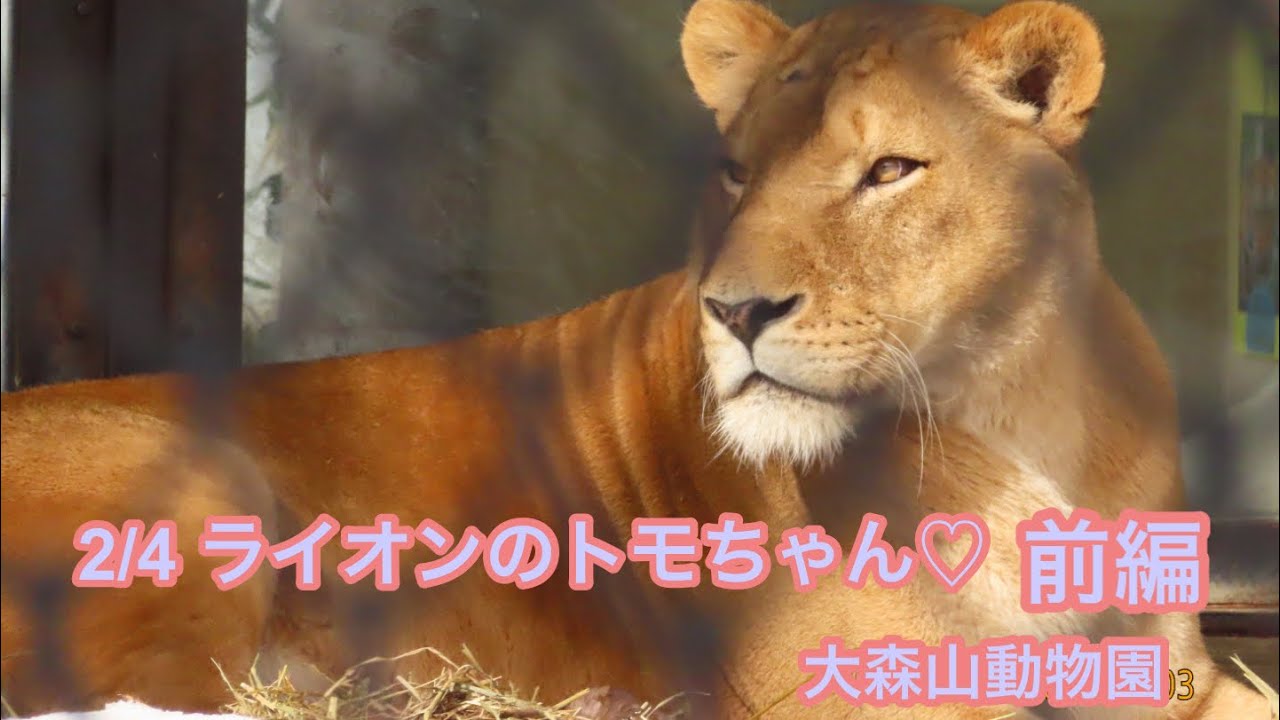 2/4 大森山動物園 ライオンのトモちゃん（超武闘派）♡前編