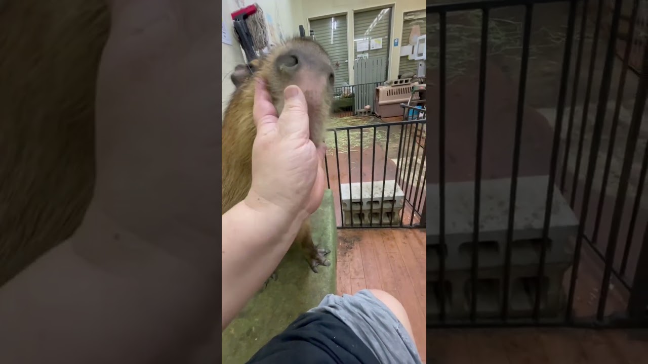 So friendly capybaras, Miss Potato and Ron boy always make my day 人なつこくてかわいいカピバラさん達