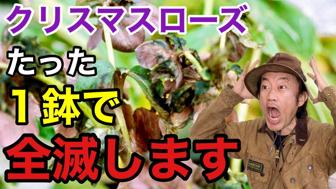 【気をつけて！】クリスマスローズの病気を効果的に防ぐ方法教えます　　　　【カーメン君】【園芸】【育て方】【初心者】