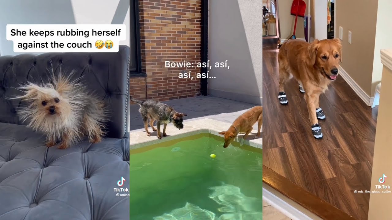 Funny Dogs to make your Day better