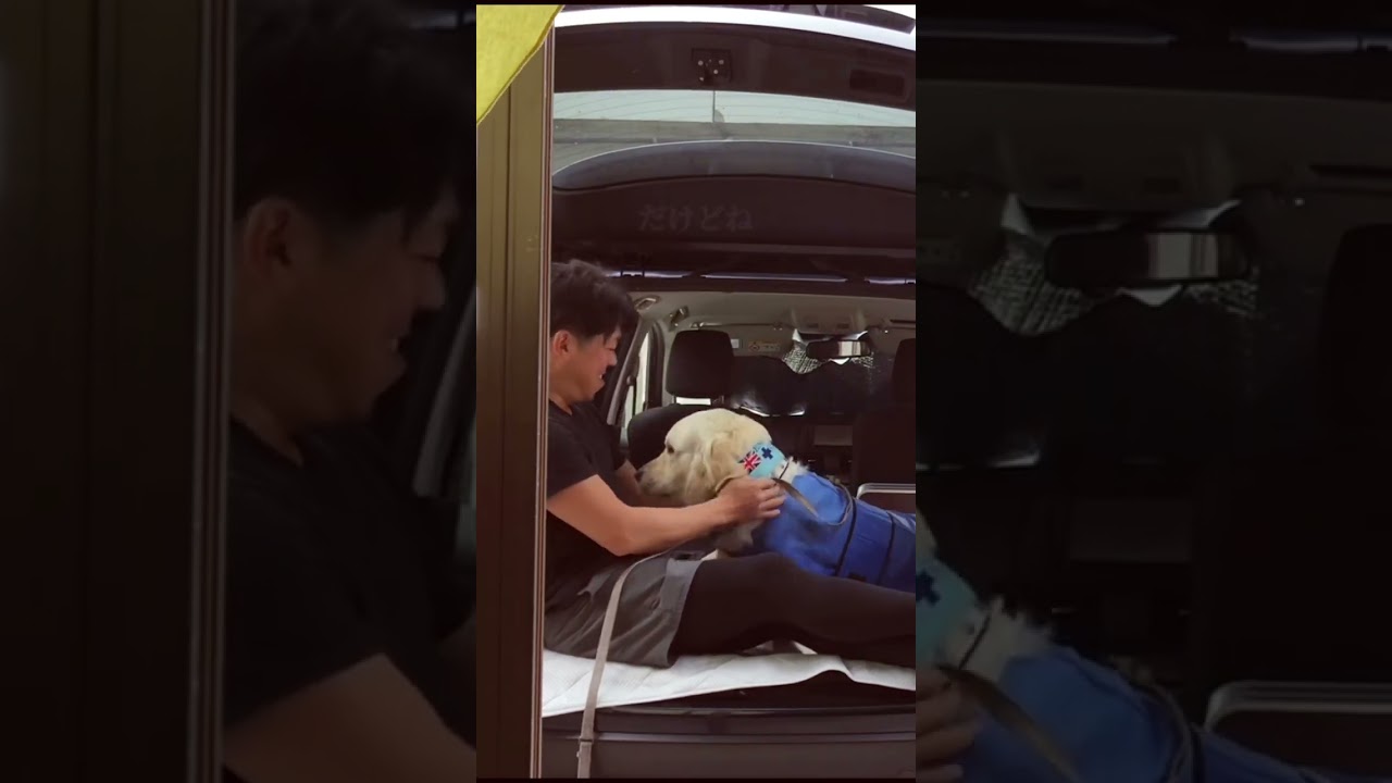 【コールに嫉妬する母】ジョークですから😆【勝てませんて😂】 #ゴールデンレトリバー #大型犬 #コール家