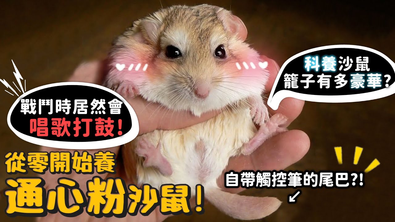 【從零開始養】沙鼠(通心粉、長爪沙鼠)!戰鬥時居然會唱歌打鼓?尾巴自帶觸控筆?科養沙鼠籠子超豪華?【許伯簡芝】肥尾沙鼠!