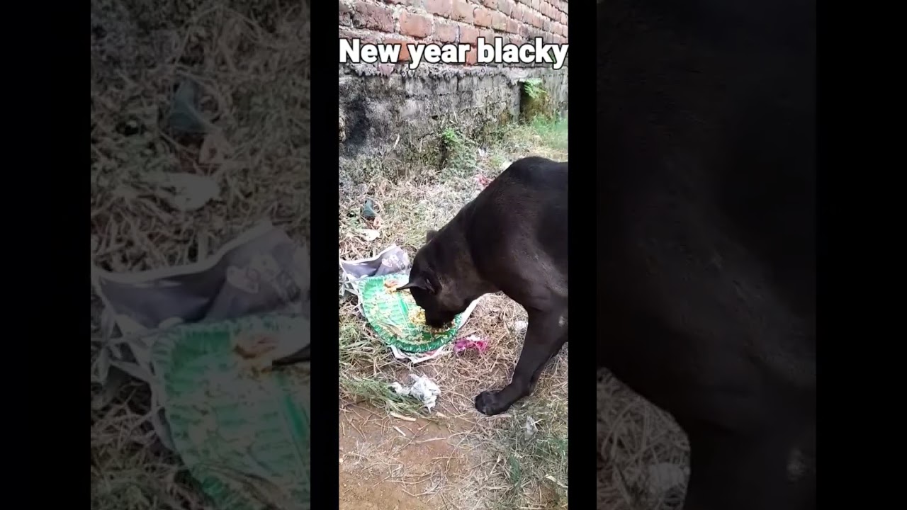 Make My Day😍dog lover#shortsvideo #shorts #trending#pets