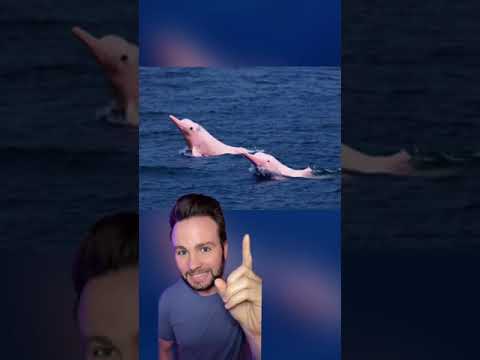 Comforting Facts That Will Make Your Day - Part 9 #shorts