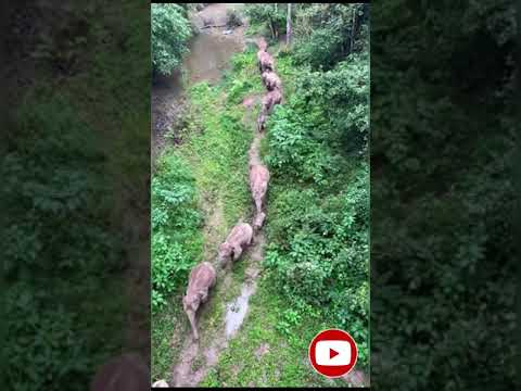 Splash of green, they make my day! #elephants