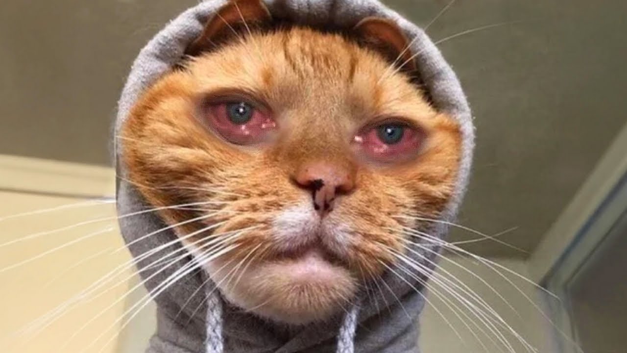 Memes to make your day a little bit better