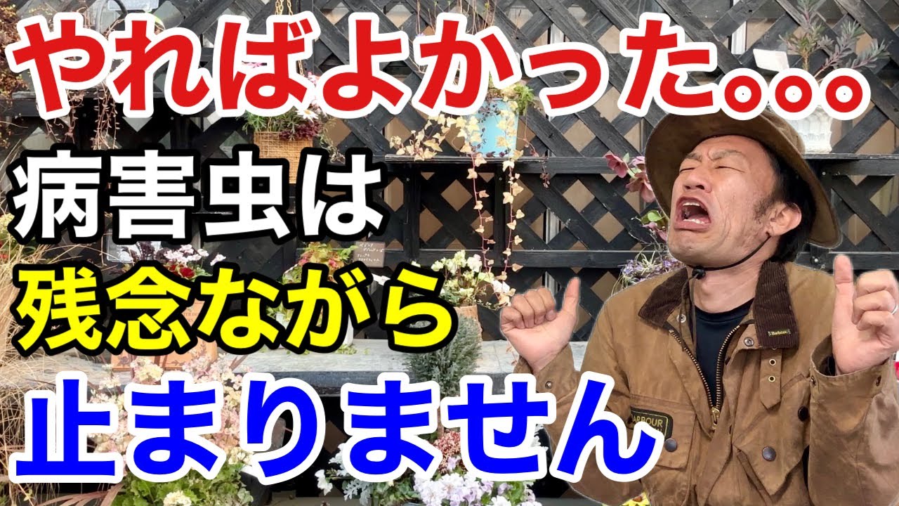 【今すぐやるべき】今年の病害虫は例年になく酷くなります　　　　　　【カーメン君】【園芸】【ガーデニング】【初心者】