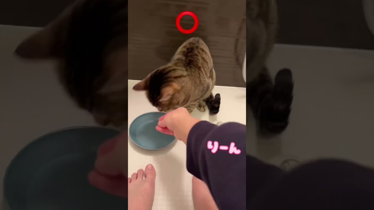 おやつを貰うためにベルを鳴らしたいのに失敗しまくる猫。 #shorts #保護猫 #猫のいる暮らし #cat #しつけ #kawaii #かわいい #かわいい猫