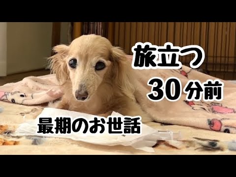 【旅立つ30分前】これが最期のお世話になってしまいました 2023年4月7日