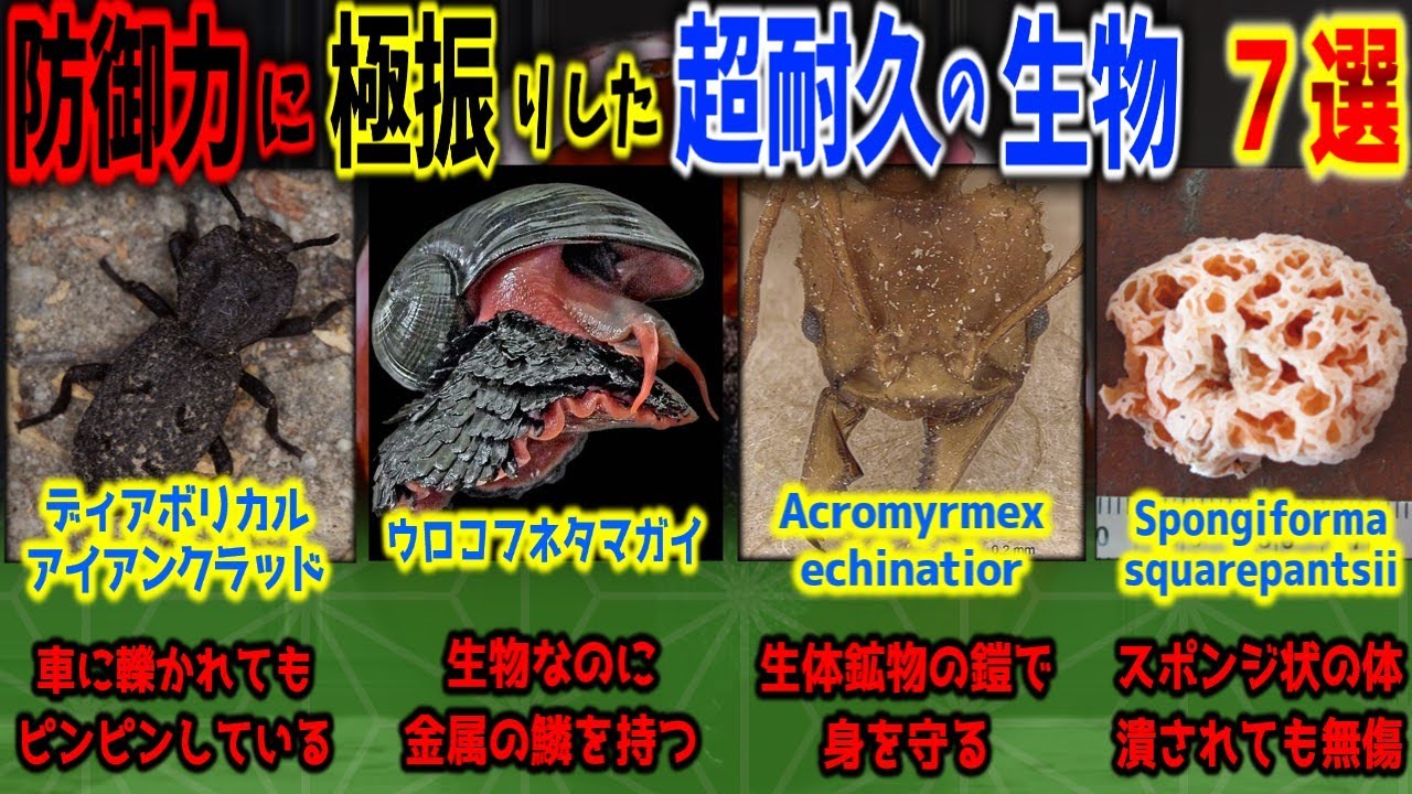 【世界最硬】防御力に極振りした超耐久のヤバい生物 7選【ゆっくり解説】【防振り】
