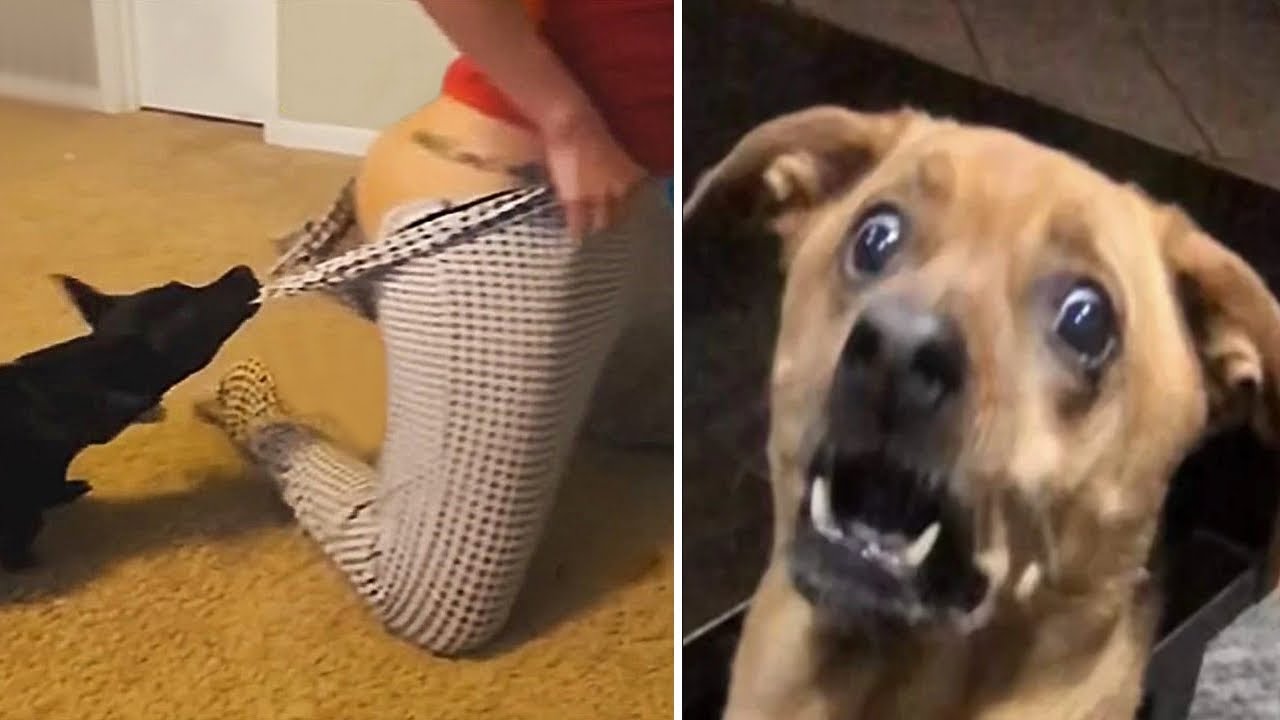 Pets that made my day filled with joy