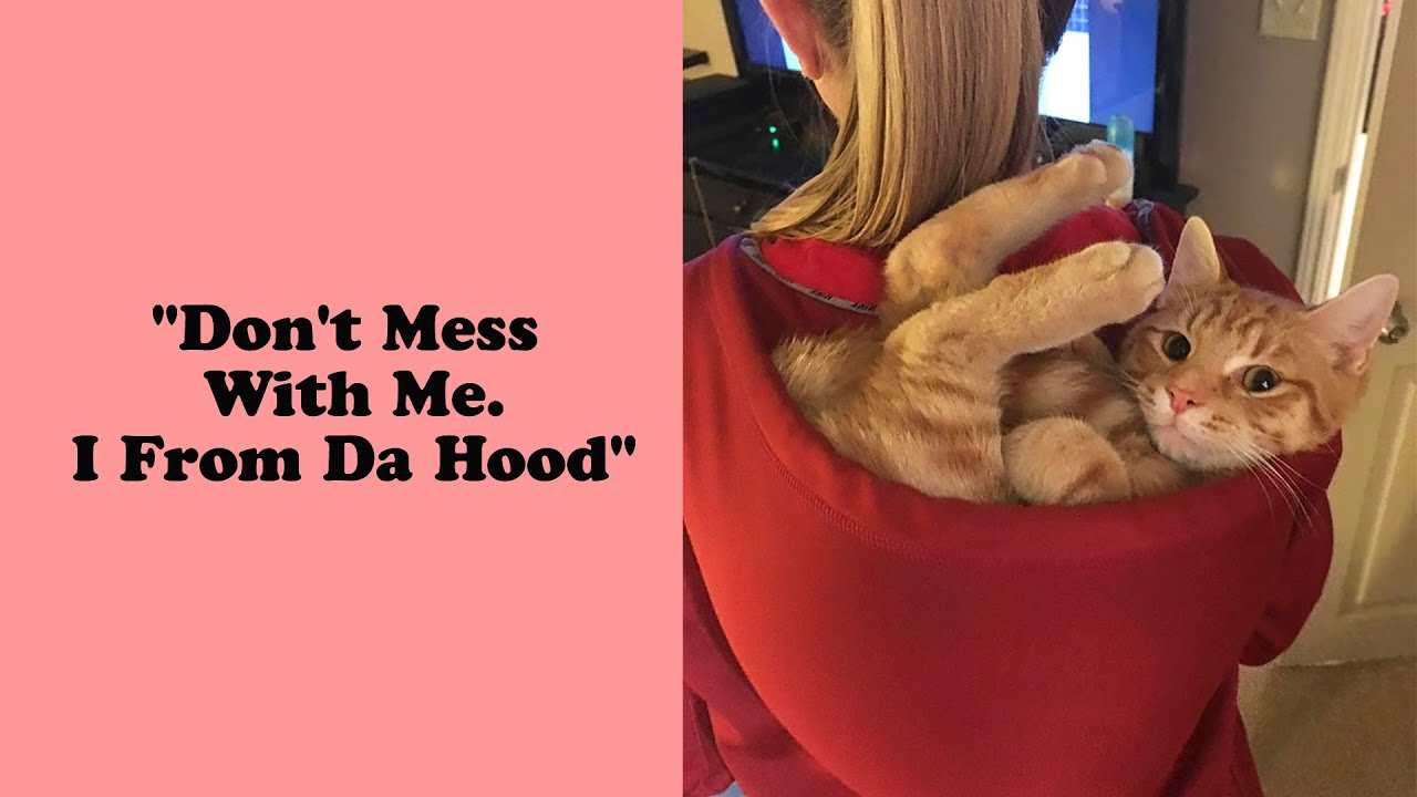 50 Times Cats Said If It Fits That Will Make Your Day - Funny cat