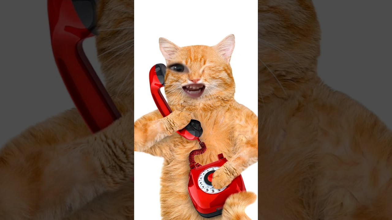 cat call me 🤙 📞☎️ #fypシ