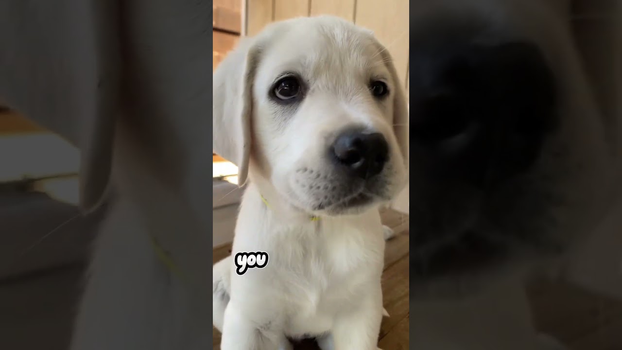 It’ll make my day better!!🥰💛🐾 #labrador #doglover #pets #shorts
