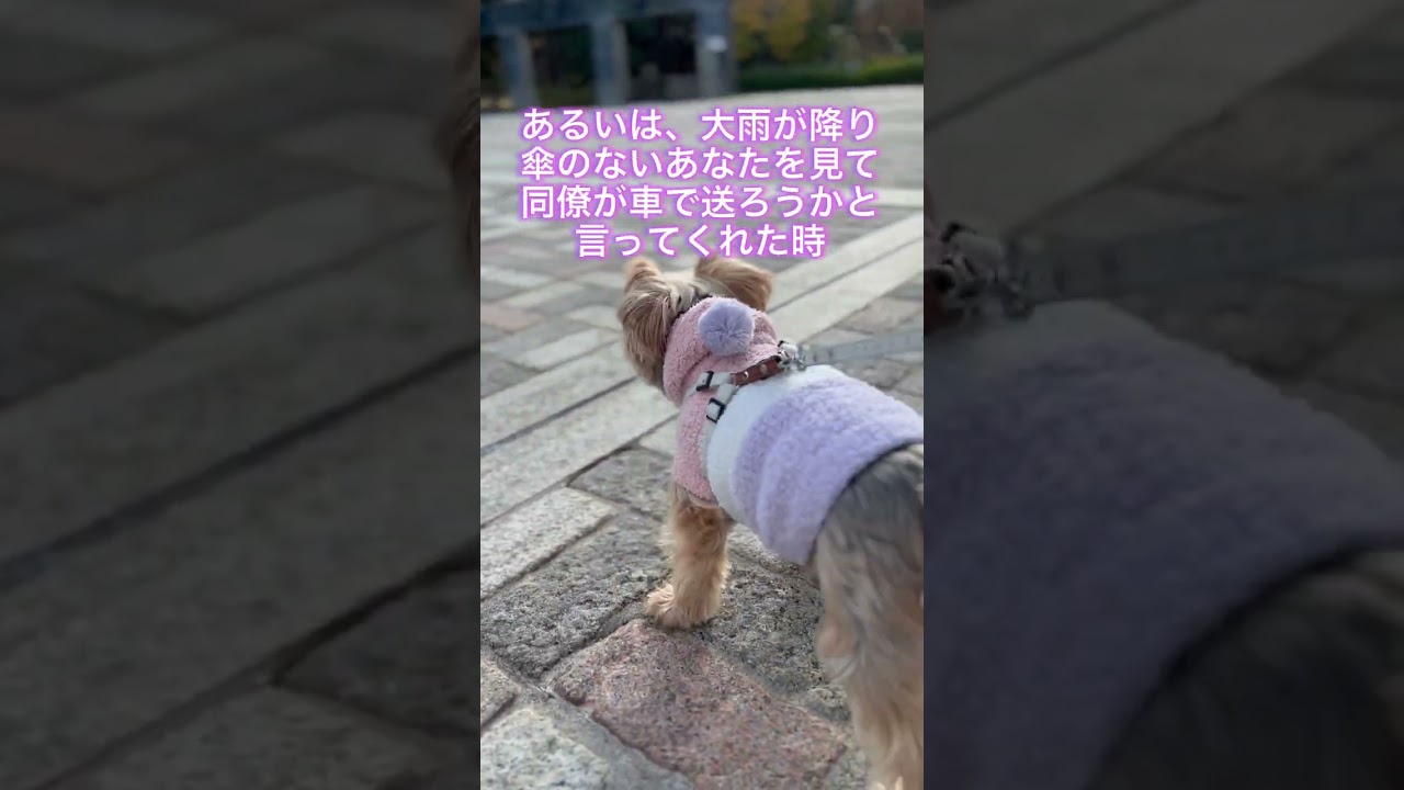 【幸せになる英語フレーズ】make my day/ #独学応援 #shorts