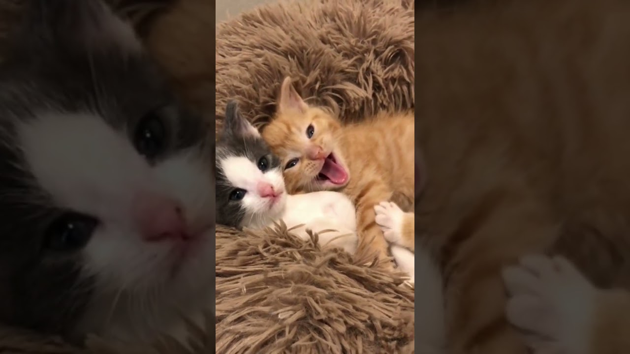 I love kitties! They made my day happy 😹😹😹😹😹😹😹😹 #shorts