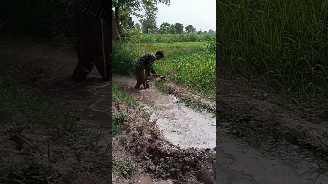 farming life in pakistan #shorts #satisfying #farming