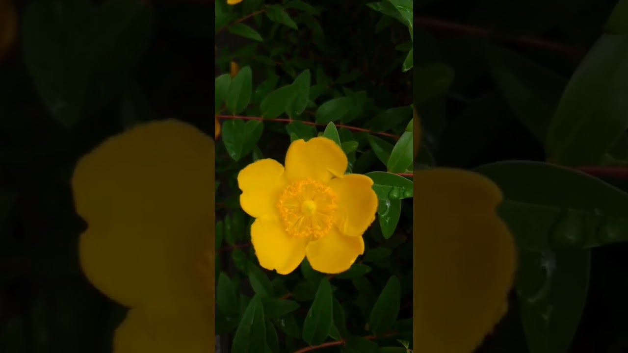 Just looking at these flowers make my day brighter #goldencup #yellowflower #shorts