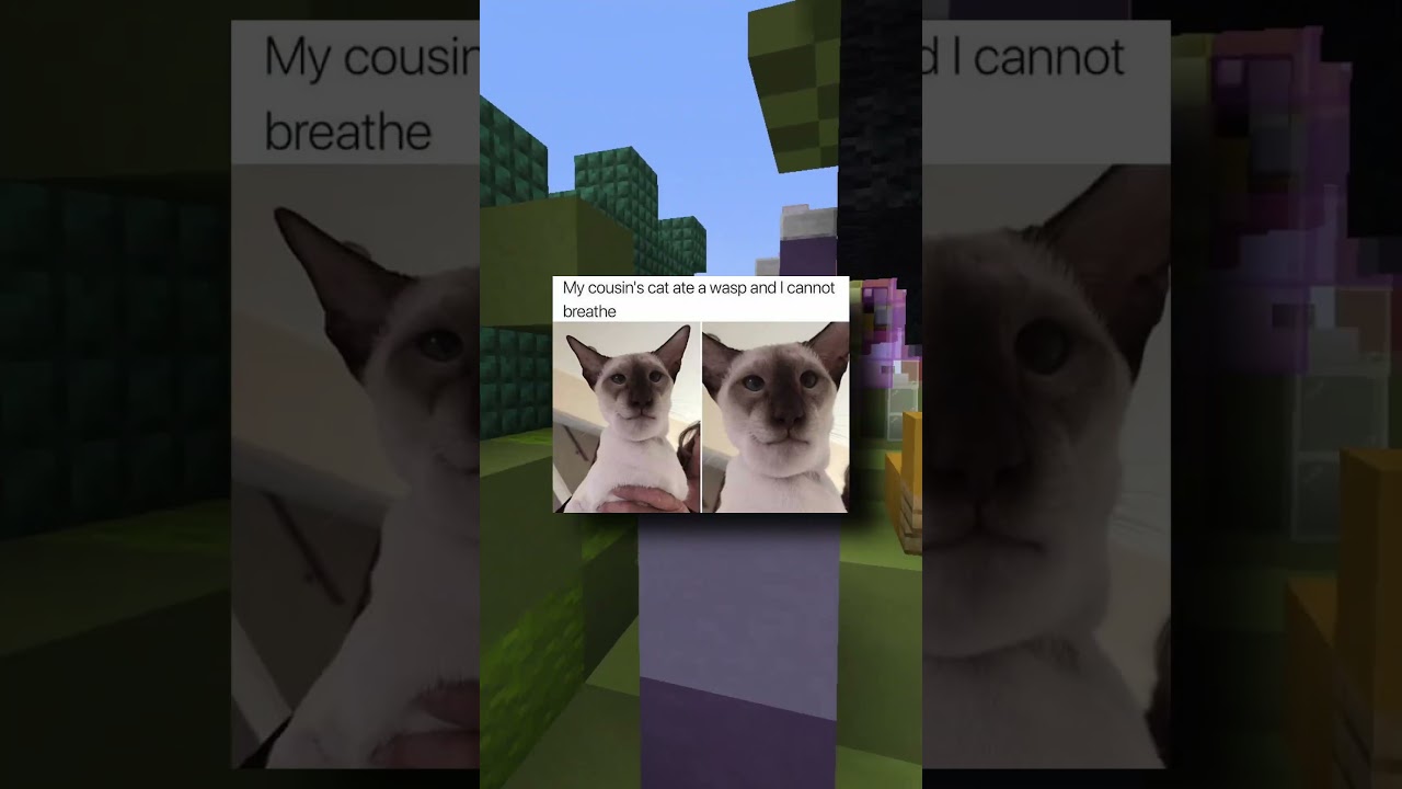 Pet Memes That'll Make Your Day!