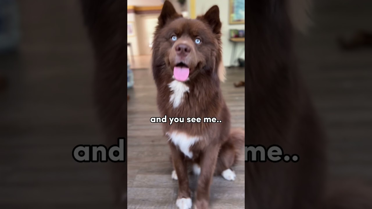 It’ll make my day better ❤️👋🏽 #dogshorts #husky #cute #shorts