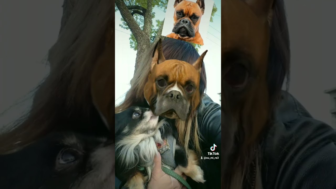飼い主が突然、犬になったら・・・TikTok