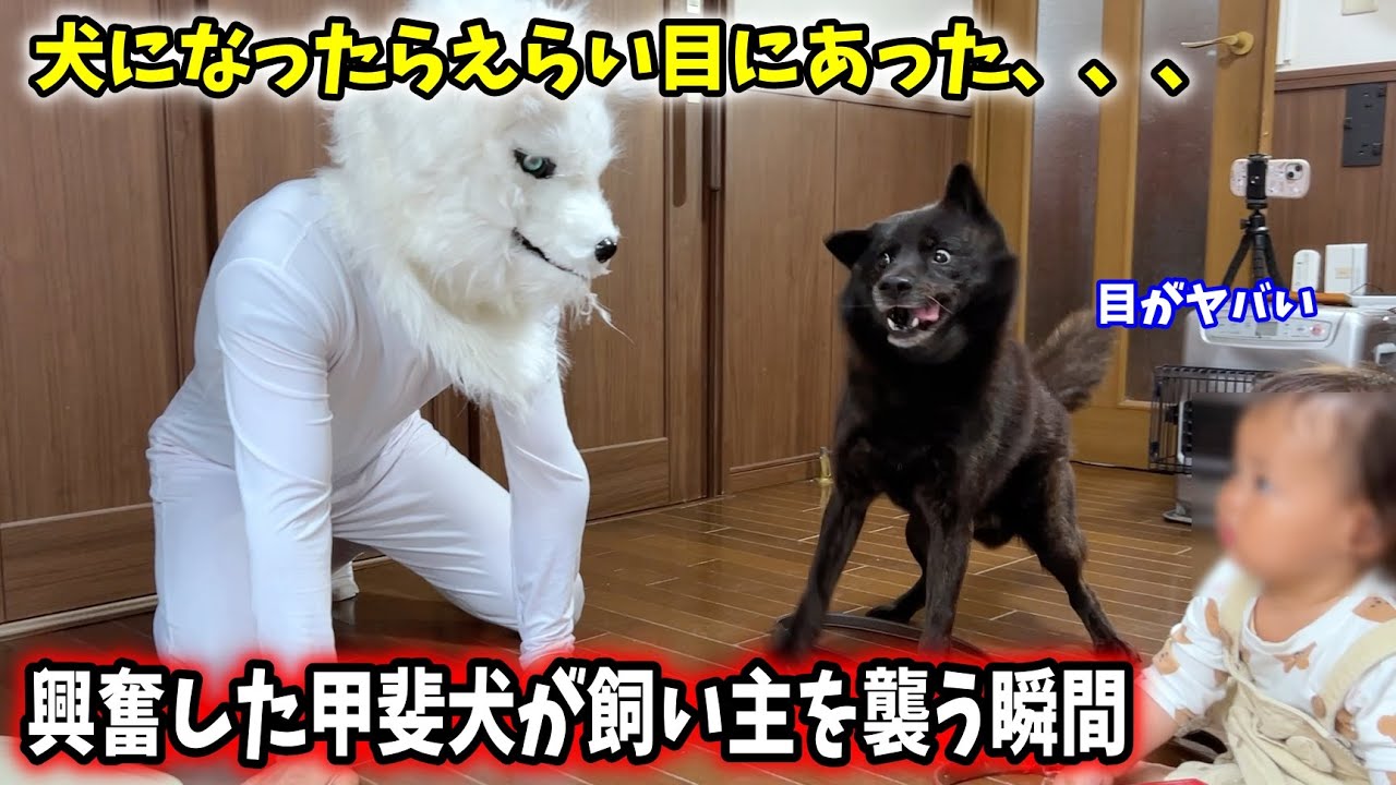 娘と愛犬の為に犬になったら、えらい目にあった・・・【甲斐犬一休と猫のしずく】