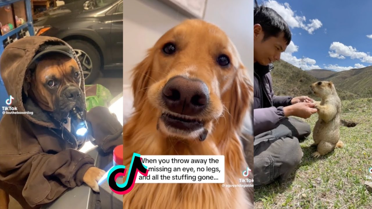 Funny TikToks That Make My Day Better | TikTok Compilation