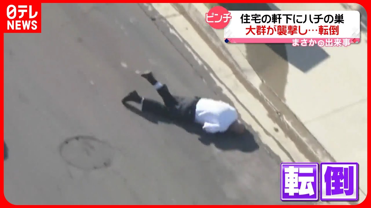 【まさか】ハチの大群に襲われ転倒も　数十か所刺され病院に搬送　アメリカ