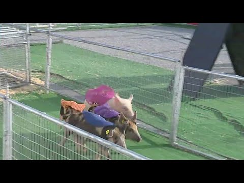 What you can do the last weekend of the York State Fair