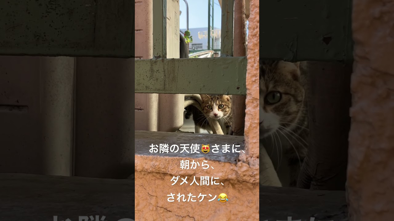 #お隣りの天使様にダメ人間にされた件#ねこ #かわいすぎる #instagram #threads #tiktok #twitter #world