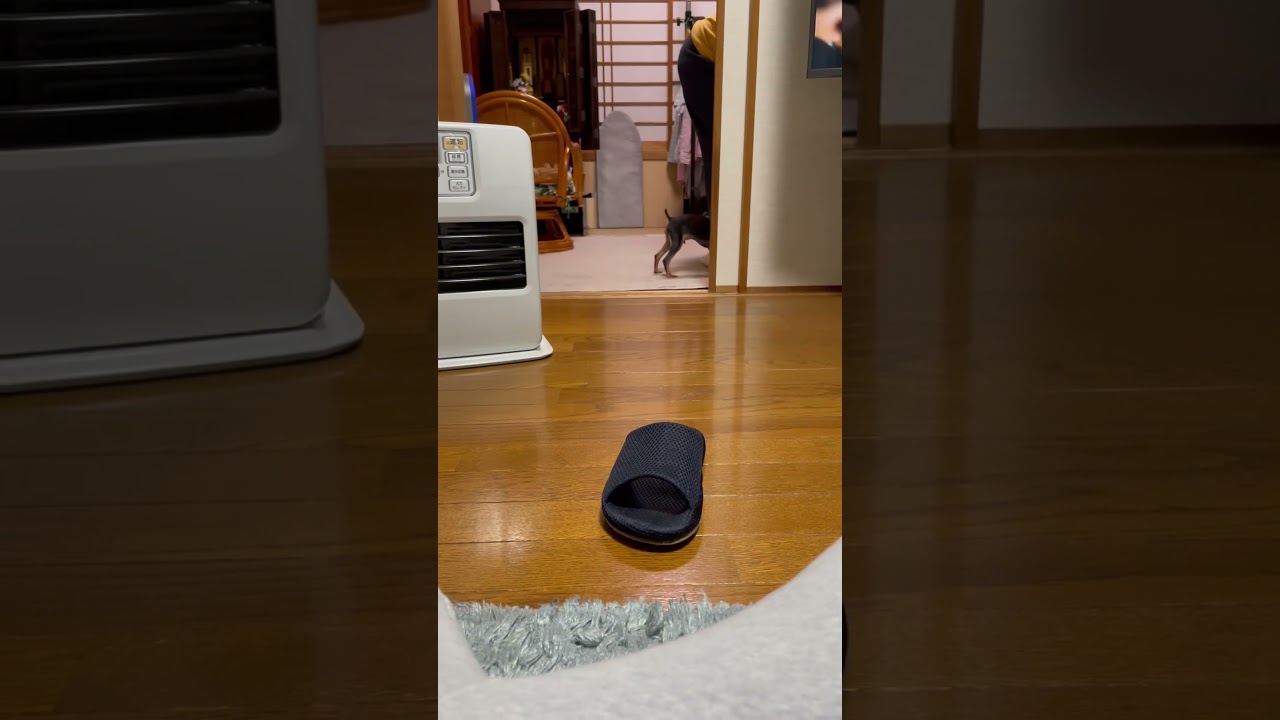 早すぎて成犬になったらどうなるの...笑 #shorts#ダックスフンド #ミニチュアピンシャー #こいぬ #子犬#dog #개