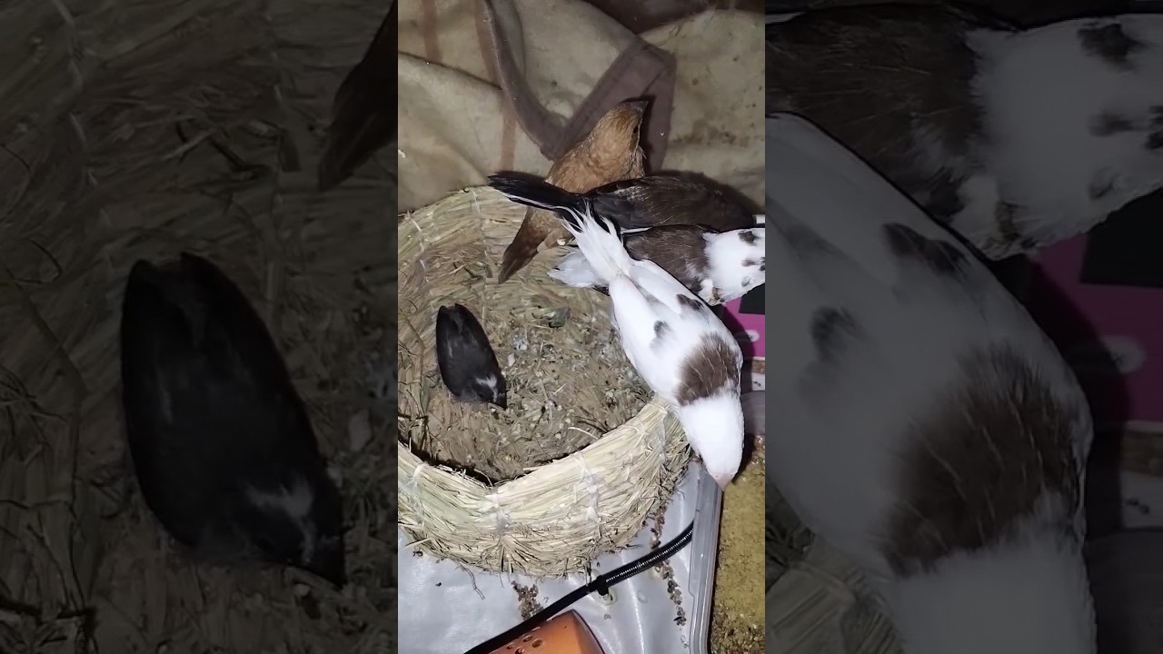 なぜかまたまた雛さんをノケモノにする十姉妹達